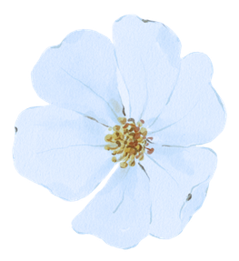 ALL WIN Toronto Book Coming to Canada guide hand book decorative premium blue flower floral shape element for luxury webpage design